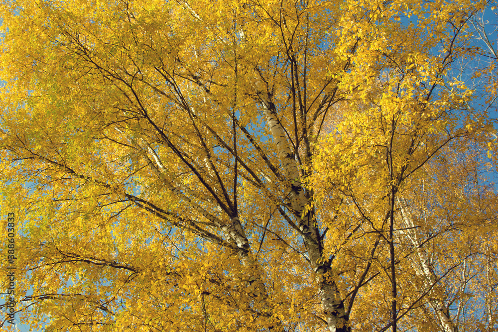 autumn tree in the park autumn tree in the park