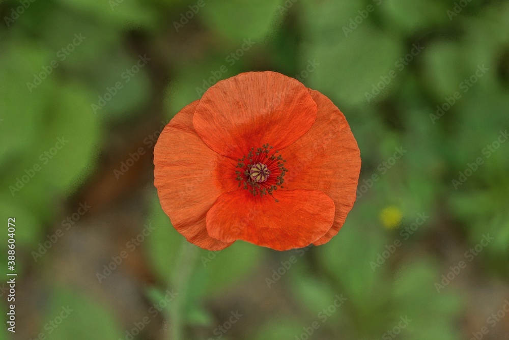 one red bud of wild poppy flower on green background in nature one red bud of wild poppy flower on green background in nature