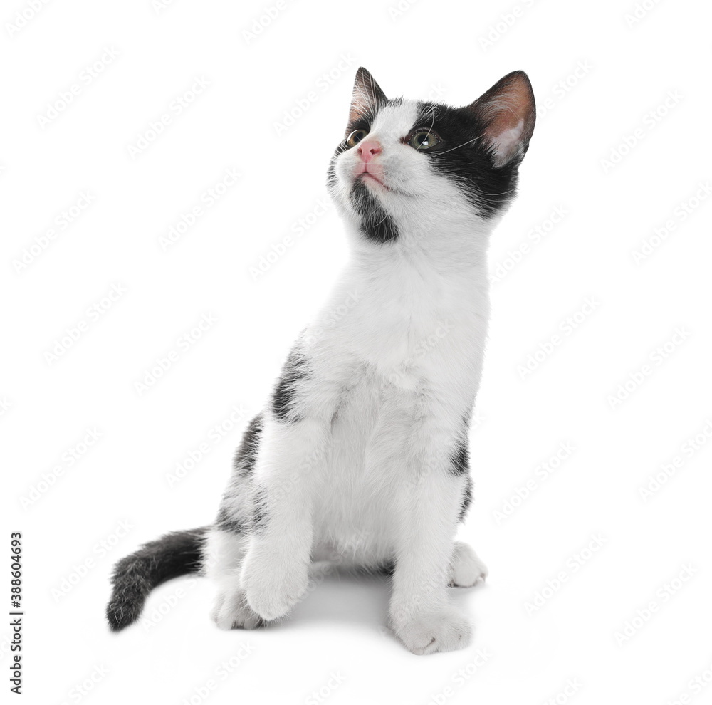 Cute young black and white kitty isolated on white background
