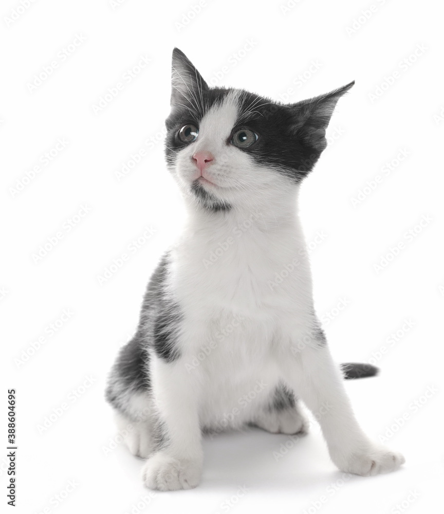 Cute young black and white kitty isolated on white background