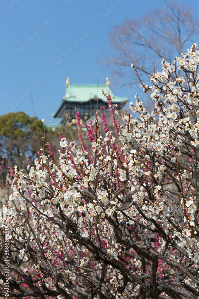 梅林と大阪城