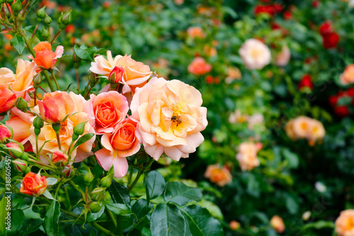 Beautiful pink roses on a background of green leaves. A bee pollinates a flower. Selective focus.