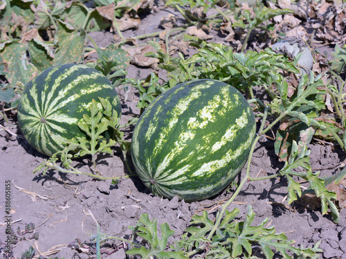 Watermelons ripen in the field