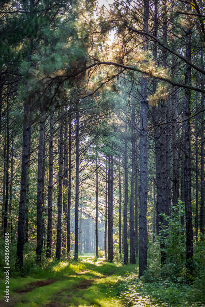 Obraz premium Morning trees