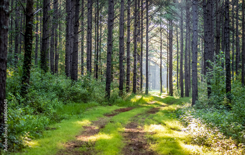 Morning Trees