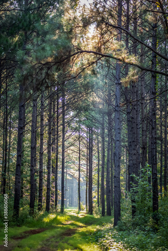 Morning trees