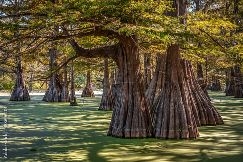 Swamp