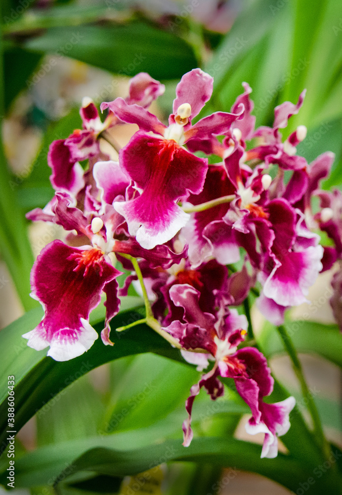 Obraz premium Miltonia Orchids