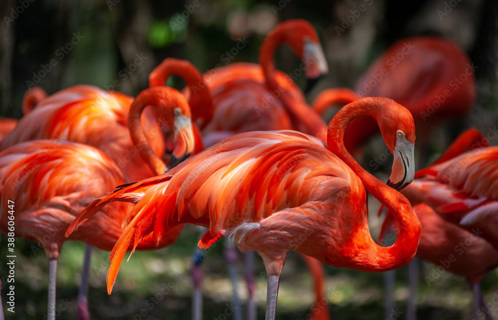 Obraz premium Flamingo