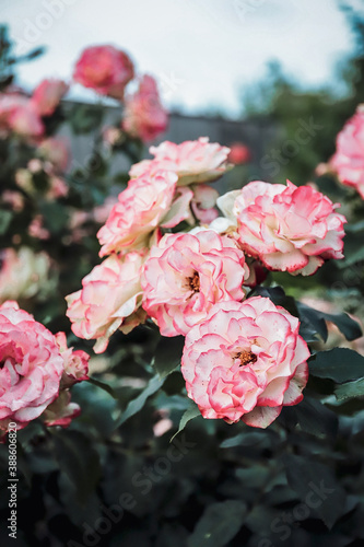 Fototapeta Naklejka Na Ścianę i Meble -  pink roses in a garden