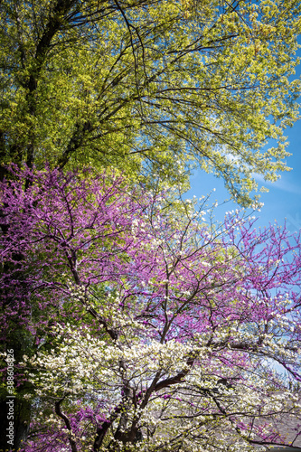 Wallpaper Mural Vivid but delicate pink and white flowering trees in springtime against green budding leaves and a bautiful turqoise sky - verticla background Torontodigital.ca