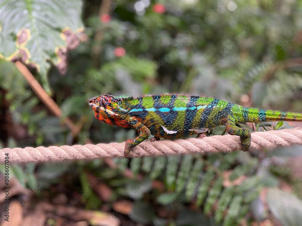 a colorful chameleon