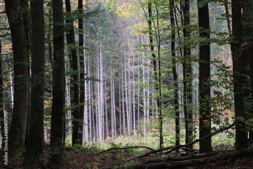 Waldlandschaft