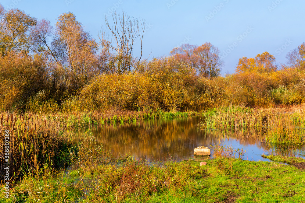 Fototapeta premium Złota polska jesień na Podlasiu