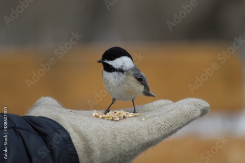 titmouse on a hand with glove and bird seed