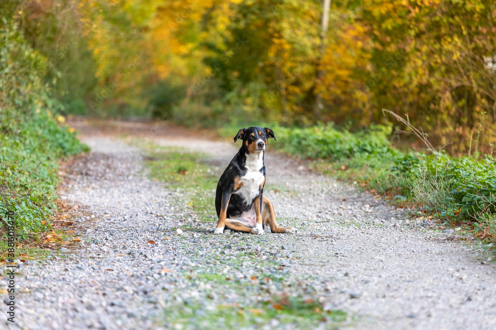 Dog sitting on the fallen leaves in a park Dog sitting on the fallen leaves in a park