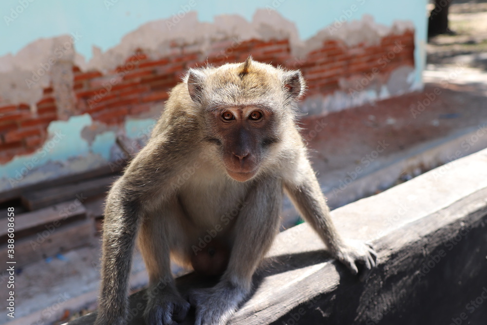 Naklejka premium Singe furax