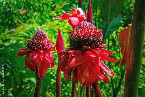 Etlingera hemisphaerica 'Pink Tulip' photo