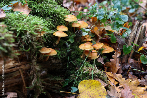 Autumn mushrooms grow in the forest on a stump