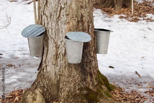 maple syrup tree