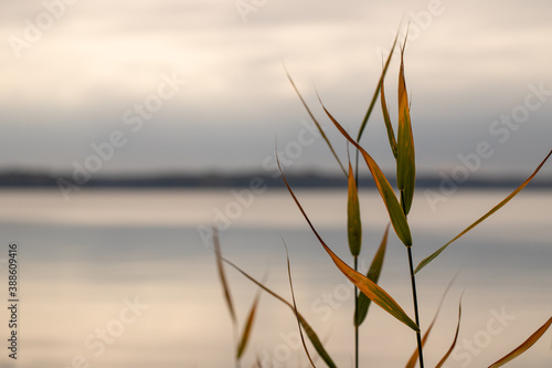 shoreline grasses patuxent river calvert county southern maryland usa photo