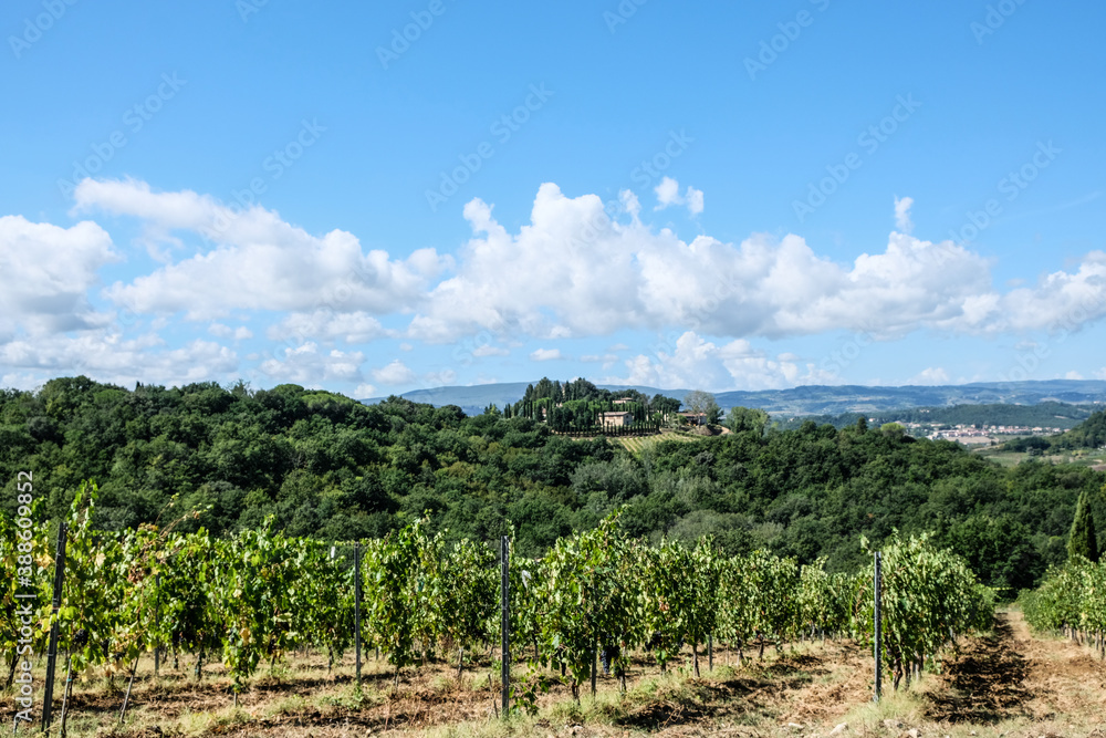 Vineyard with grapes in the summer in tuscany in italy