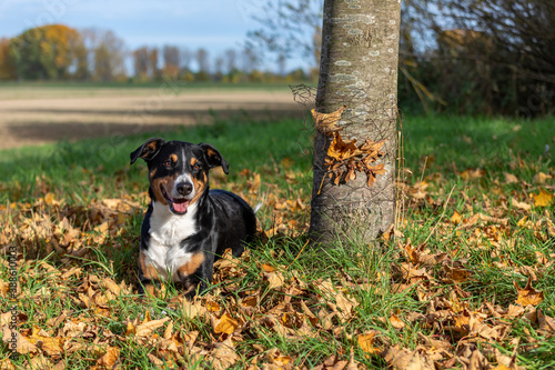 dog outdoors in the fall with colorful autumn leaves © Vince Scherer 