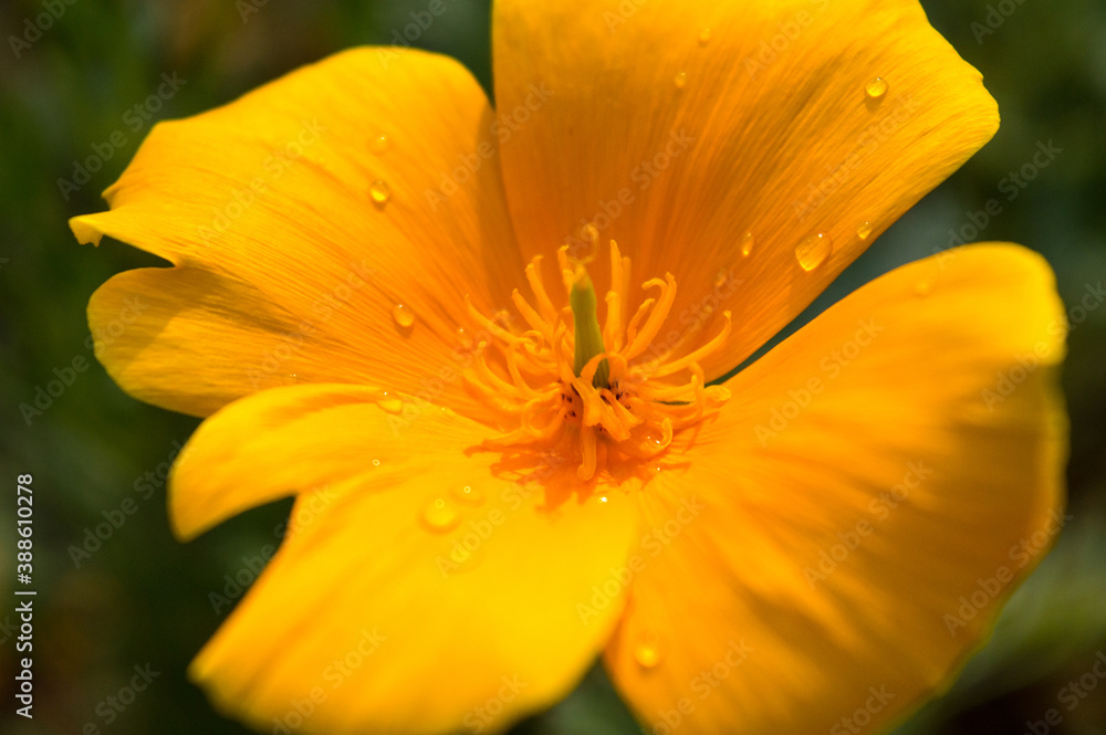 Yellow flower closeup Yellow flower closeup