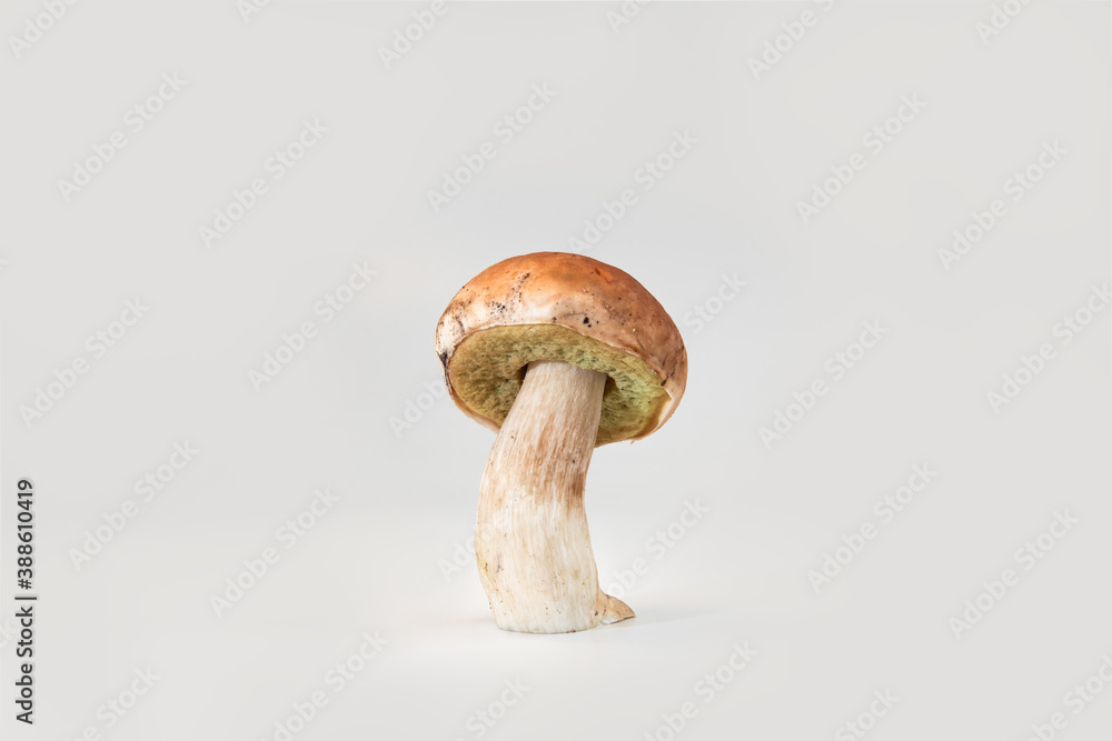 Fototapeta premium Beautiful fresh porcini mushrooms on white background isolated season healthy food