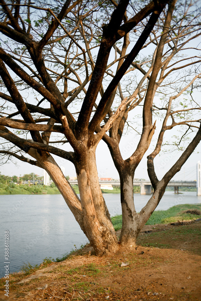 tree in the side of river