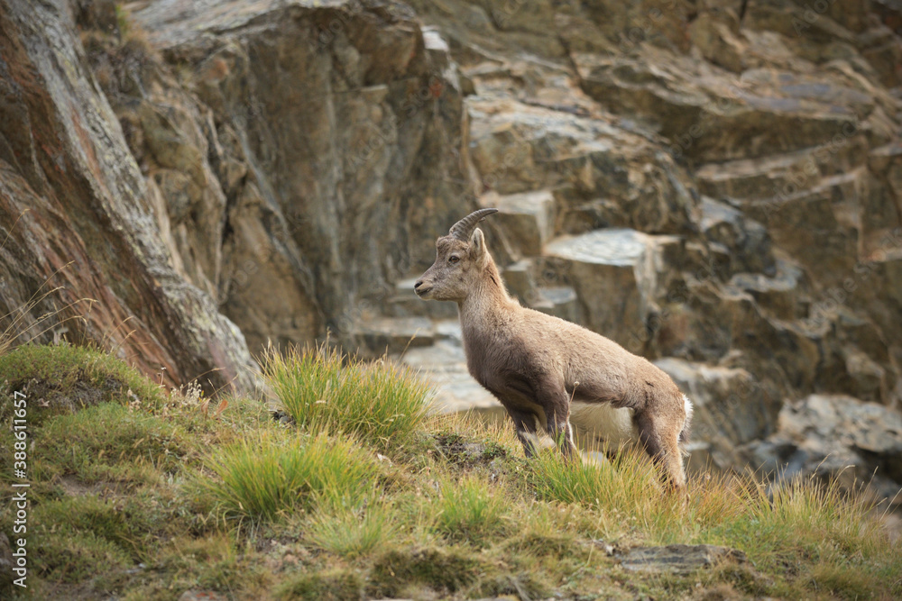 Young Alpine ibex staying on an autumn mountain meadow Young Alpine ibex staying on an autumn mountain meadow