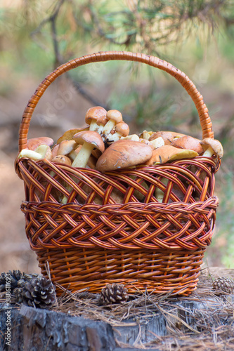 Mushrooms in a wicker basket on a stump in the forest. Autumn harvest of boletus (Suillus luteus).