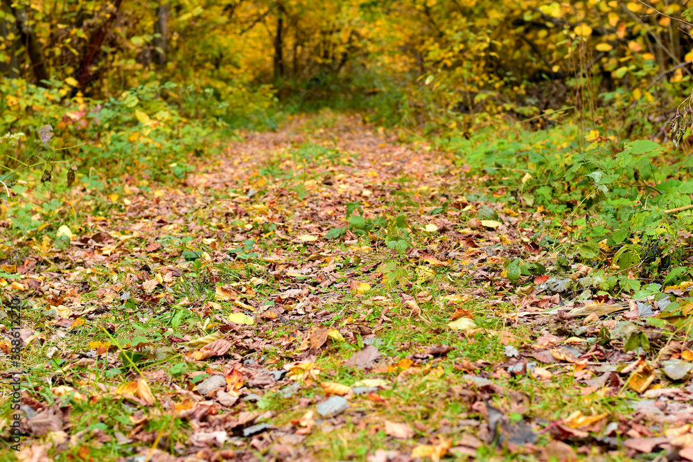 A forest path covered with dry leaves. A forest path covered with dry leaves.