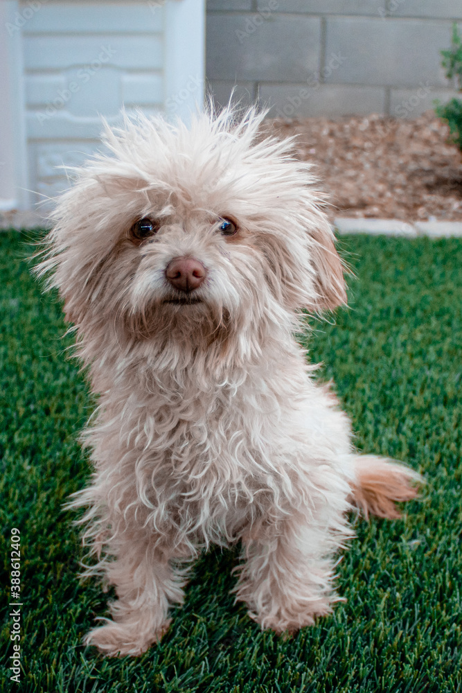 small white fluffy dog on the grass small white fluffy dog on the grass