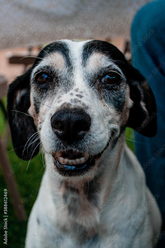 portrait of a black brown and white dog