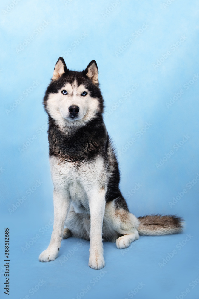 siberian husky dog siberian husky dog