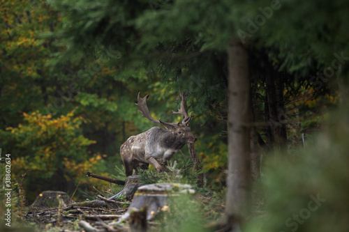 Fallow deer during the rut. Deer moving through the forest. Fallow deer roaring in the forest territory. Europe wildlife nature in autumn. 