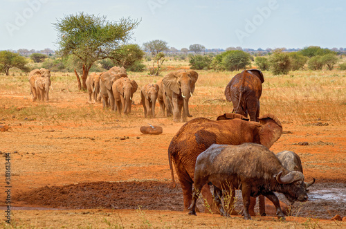 Photography Herd of elephants in Kenya