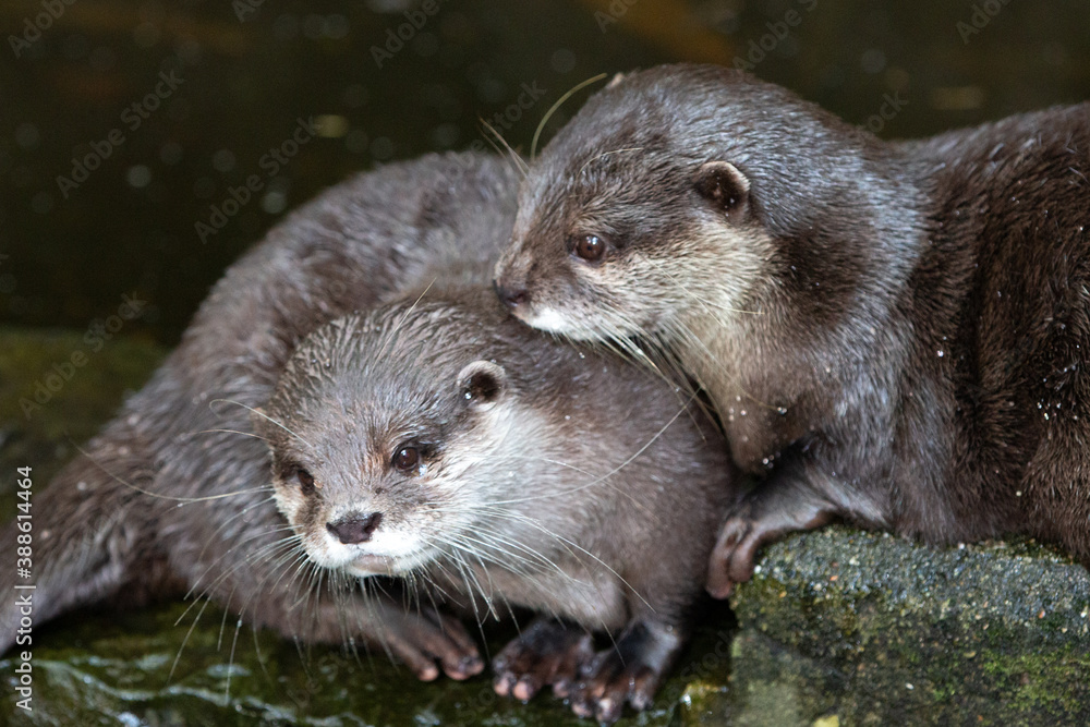 Asian small-clawed otter (in german Zwergotter) Amblonyx cinereus Asian small-clawed otter (in german Zwergotter) Amblonyx cinereus