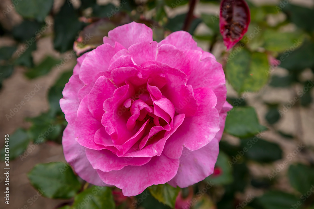 A pink rose in full bloom in a garden A pink rose in full bloom in a garden
