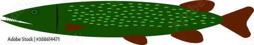 Pike on a white background