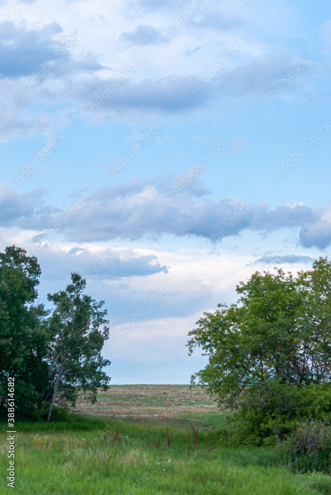 Obraz premium landscape with trees and clouds