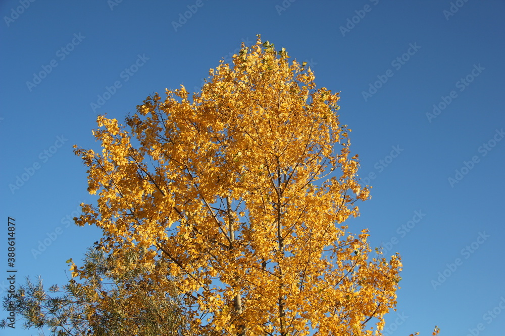 Fototapeta premium Baum im Herbst bei Sonnenuntergang