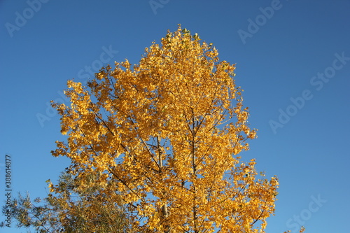 Baum im Herbst bei Sonnenuntergang
