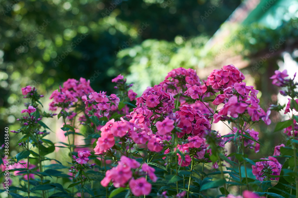 pink flowers in the garden pink flowers in the garden
