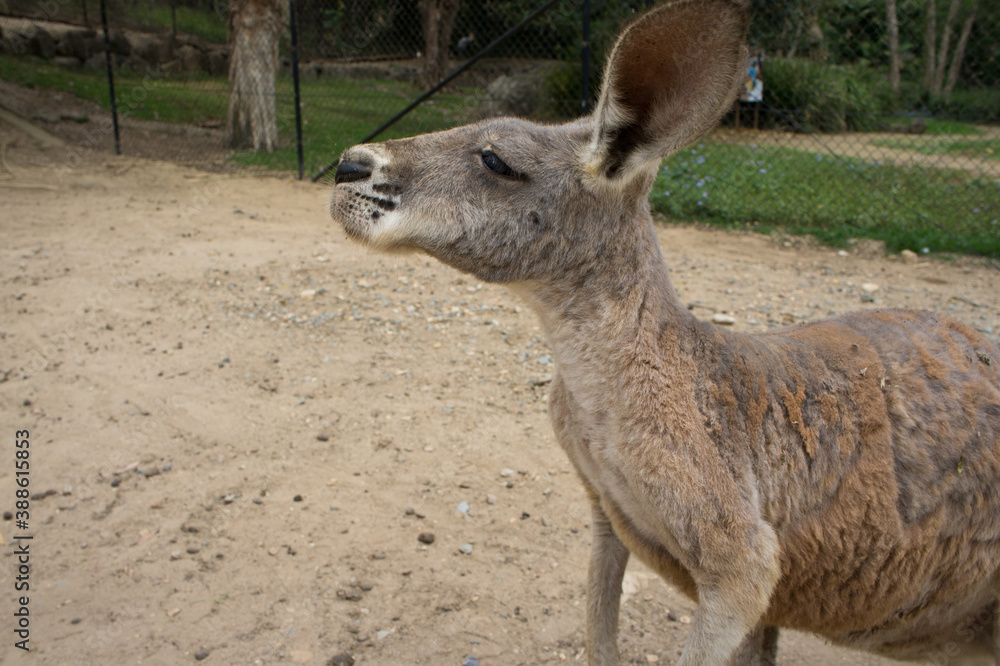 Fototapeta premium 可愛いカンガルー