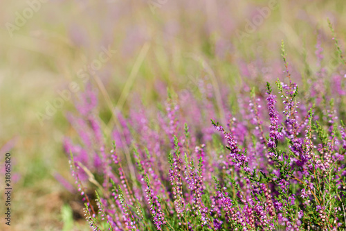 Beautiful heather flowers. Shallow depth of field. Soft focus.