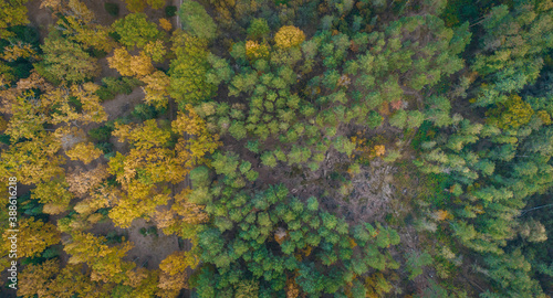 Autumn colorful forest aerial view