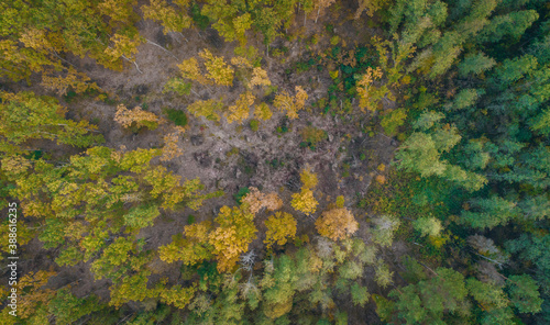 Autumn colorful forest aerial view