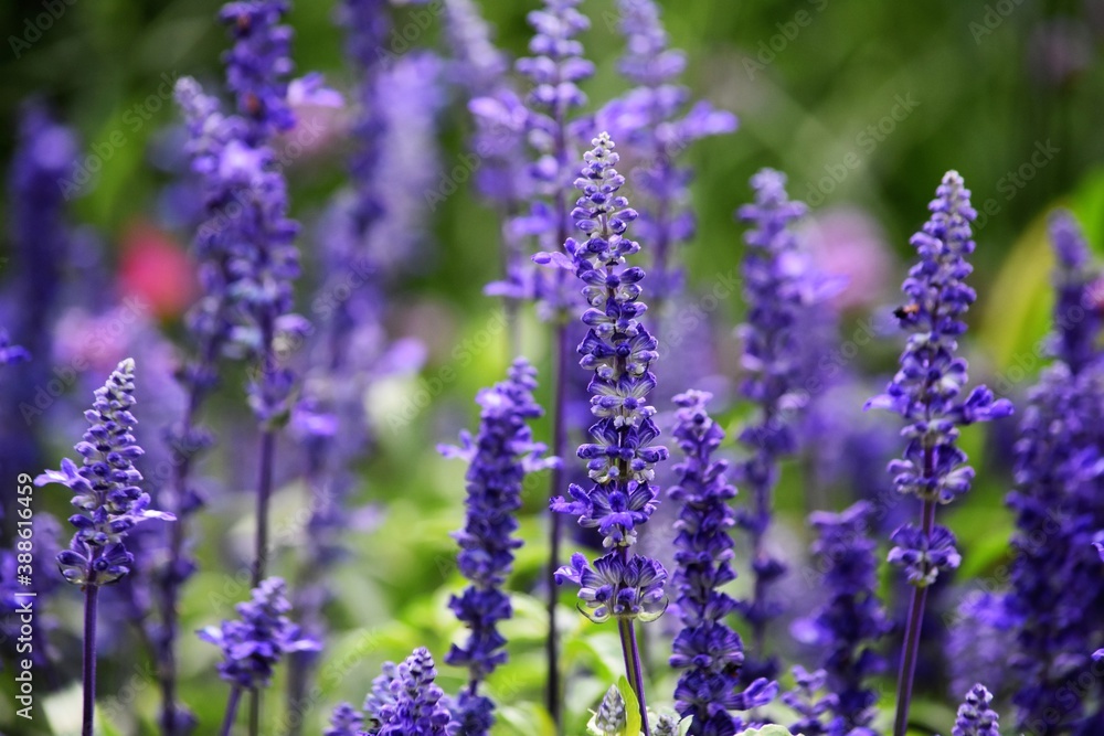 texture wallpaper desktop flowers blue lupine closeup texture wallpaper desktop flowers blue lupine closeup